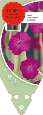 Lychnis Coronaria Atrosanquinea (Prikneus) - afbeelding 1