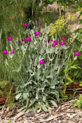 Lychnis Coronaria Atrosanquinea (Prikneus) - afbeelding 4
