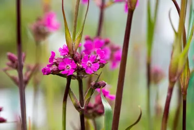Lychnis Viscaria Splendens (Pekanjer) - afbeelding 4