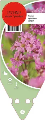 Lychnis Viscaria Splendens (Pekanjer) - afbeelding 1