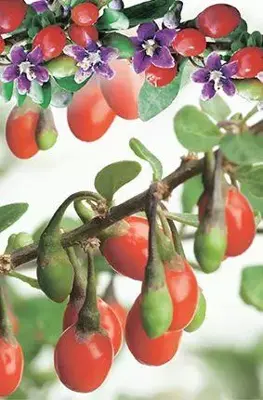 Lycium barbarum (Gojibes) fruitplant 60cm - afbeelding 5