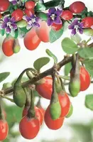 Lycium barbarum (Gojibes) fruitplant 60cm - afbeelding 5