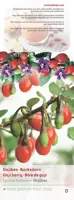 Lycium barbarum (Gojibes) fruitplant 60cm - afbeelding 4