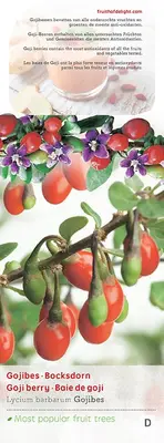Lycium barbarum (Gojibes) fruitplant 60cm - afbeelding 4