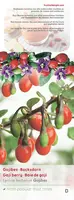 Lycium barbarum (Gojibes) fruitplant 60cm - afbeelding 4