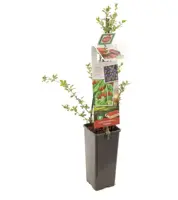 Lycium barbarum (Gojibes) fruitplant 60cm - afbeelding 2