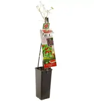Lycium barbarum (Gojibes) fruitplant 60cm - afbeelding 3