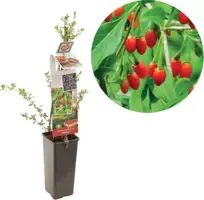 Lycium barbarum (Gojibes) fruitplant 60cm - afbeelding 1