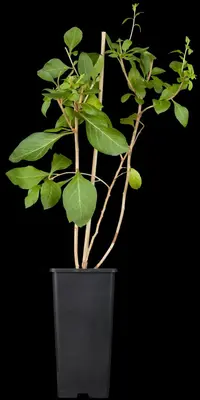 Lycium barbarum (Gojibes) fruitplant 60cm - afbeelding 7