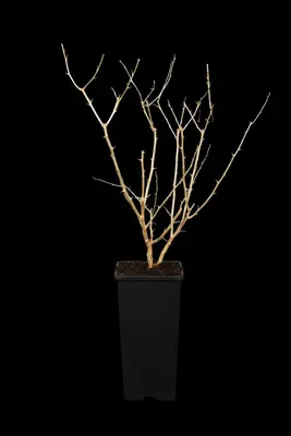 Lycium barbarum (Gojibes) fruitplant 60cm - afbeelding 6