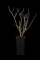 Lycium barbarum (Gojibes) fruitplant 60cm - afbeelding 6