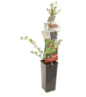 Lycium barbarum (Gojibes) fruitplant 60cm - afbeelding 2