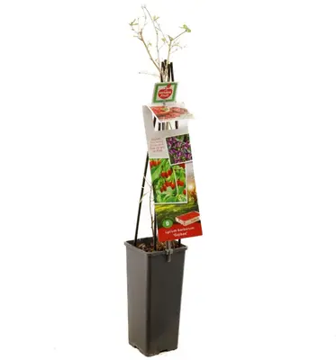 Lycium barbarum (Gojibes) fruitplant 60cm - afbeelding 3
