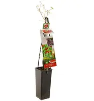 Lycium barbarum (Gojibes) fruitplant 60cm - afbeelding 3