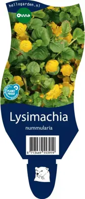 Lysimachia nummularia (Penningskruid) - afbeelding 1