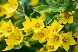 Lysimachia Punctata (Puntwederik) - afbeelding 5