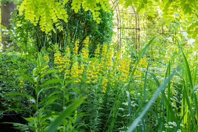 Lysimachia Punctata (Puntwederik) - afbeelding 8