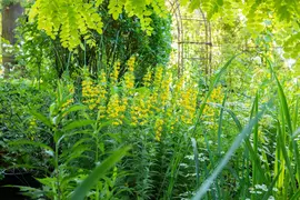 Lysimachia Punctata (Puntwederik) - afbeelding 8