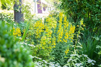 Lysimachia Punctata (Puntwederik) - afbeelding 9