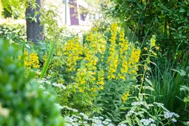 Lysimachia Punctata (Puntwederik) - afbeelding 9