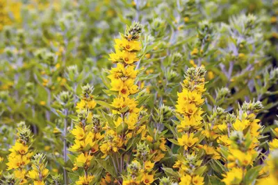 Lysimachia Punctata (Puntwederik) - afbeelding 11