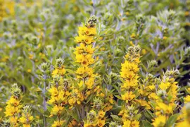 Lysimachia Punctata (Puntwederik) - afbeelding 11