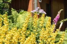 Lysimachia Punctata (Puntwederik) - afbeelding 13