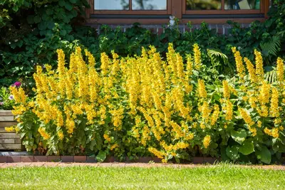 Lysimachia Punctata (Puntwederik) - afbeelding 14