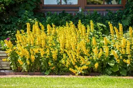 Lysimachia Punctata (Puntwederik) - afbeelding 14