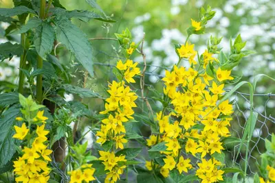 Lysimachia Punctata (Puntwederik) - afbeelding 15