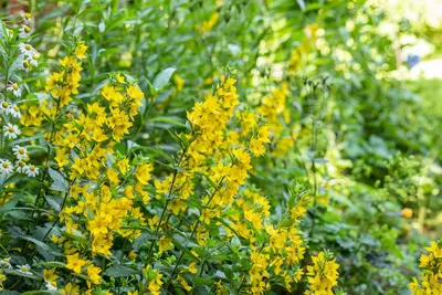 Lysimachia Punctata (Puntwederik) - afbeelding 16