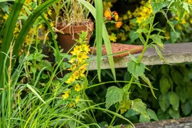 Lysimachia Punctata (Puntwederik) - afbeelding 18