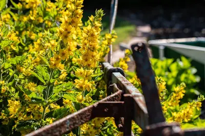Lysimachia Punctata (Puntwederik) - afbeelding 19