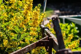 Lysimachia Punctata (Puntwederik) - afbeelding 19