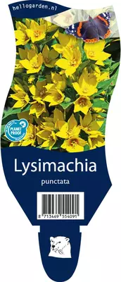 Lysimachia punctata (Puntwederik) - afbeelding 1