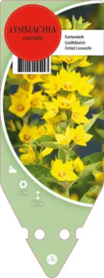 Lysimachia Punctata (Puntwederik) - afbeelding 1