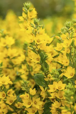 Lysimachia Punctata (Puntwederik) - afbeelding 3