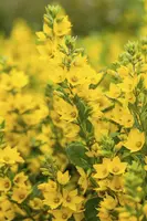 Lysimachia Punctata (Puntwederik) - afbeelding 3