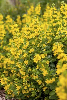 Lysimachia Punctata (Puntwederik) - afbeelding 4