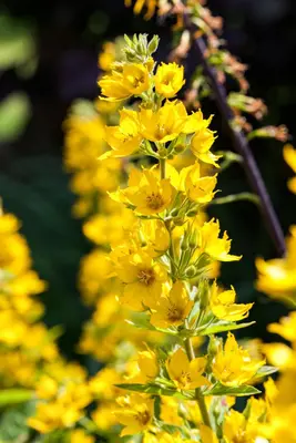 Lysimachia Punctata (Puntwederik) - afbeelding 6