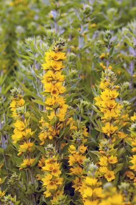 Lysimachia Punctata (Puntwederik) - afbeelding 12
