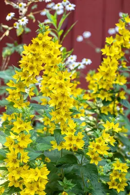 Lysimachia Punctata (Puntwederik) - afbeelding 17