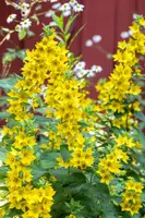 Lysimachia Punctata (Puntwederik) - afbeelding 17
