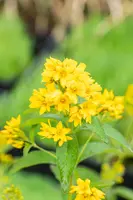 Lysimachia vulgaris (Grote wederik) - afbeelding 3
