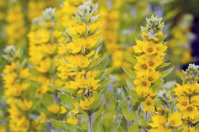 Lysimachia vulgaris (Grote wederik) - afbeelding 1
