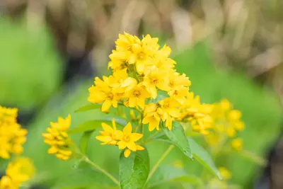 Lysimachia vulgaris (Grote wederik) - afbeelding 2