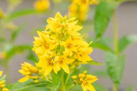 Lysimachia vulgaris (Grote wederik) - afbeelding 4
