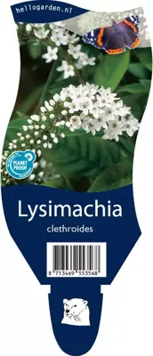 Lysimachia (Wederik) - afbeelding 1