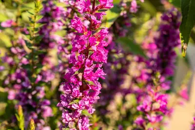 Lythrum (Kattestaart) - afbeelding 3