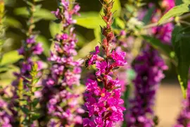 Lythrum (Kattestaart) - afbeelding 4